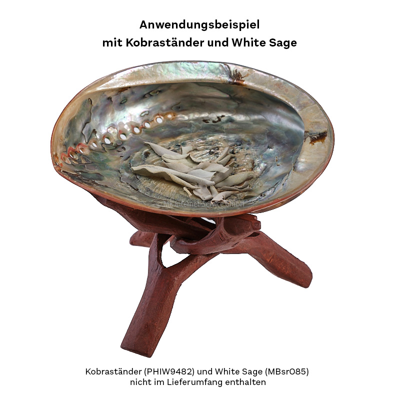 Abalone (Haliotes Midae) im Kobraständer