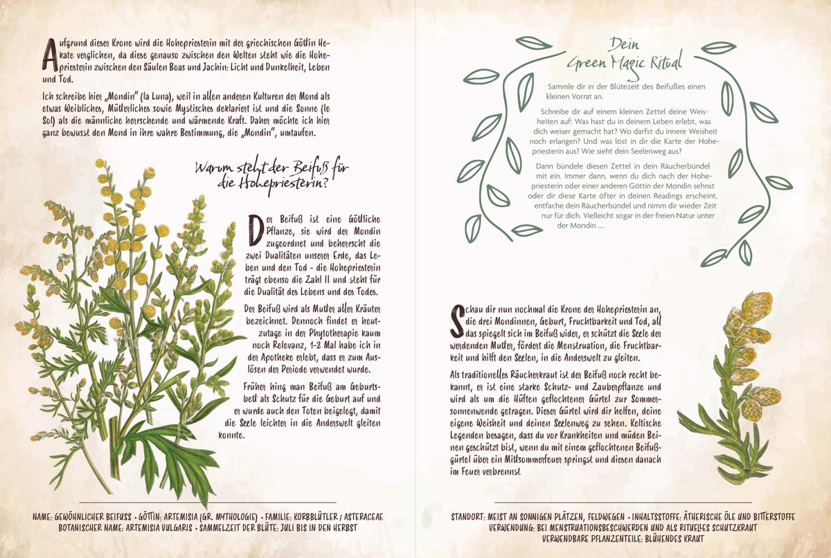 Tarot & Grüne MagieTarot & Grüne Magie von Chiara ButendeichBuch Tarot & Grüne Magie von Chiara Butendeich