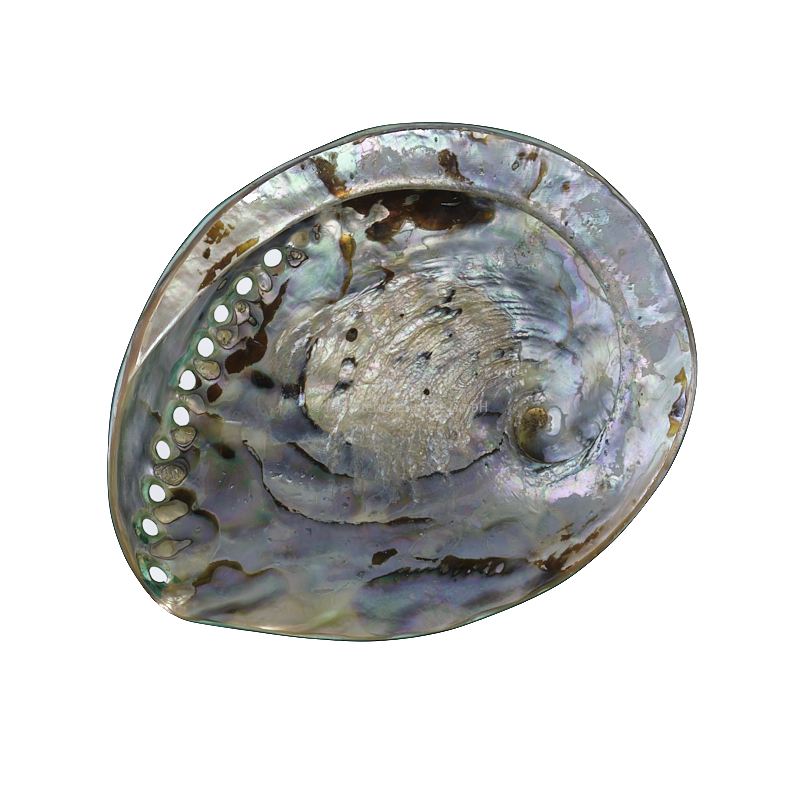 Abalone (Haliotes Midae)
