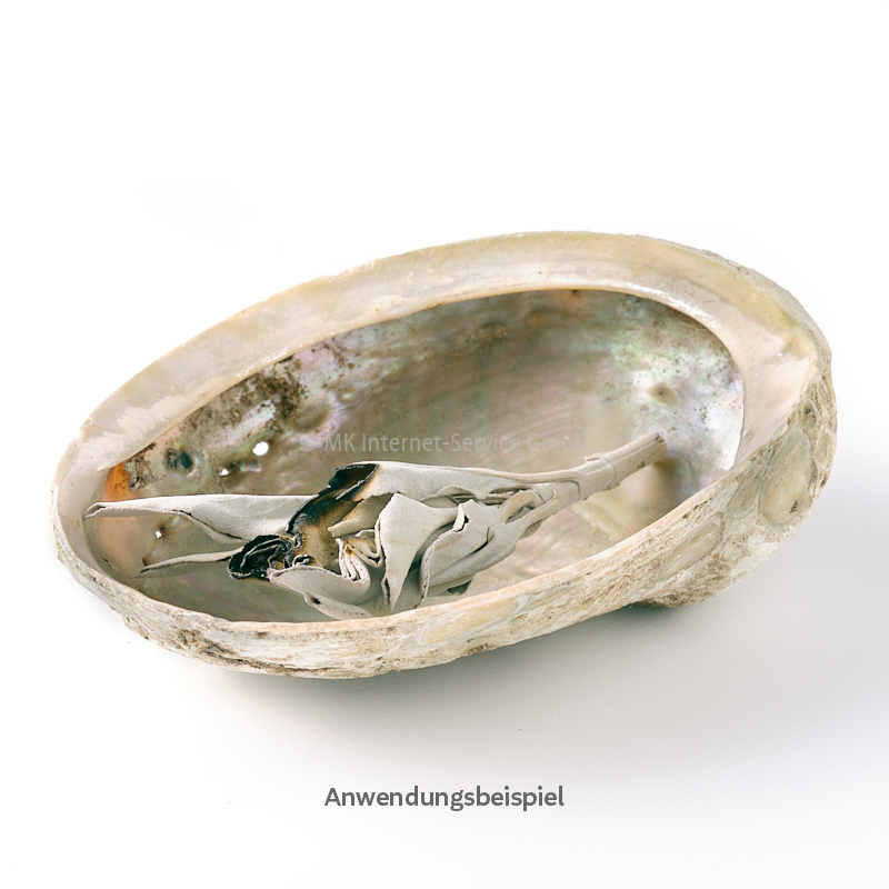 Abalone diversicolor (Haliotis)