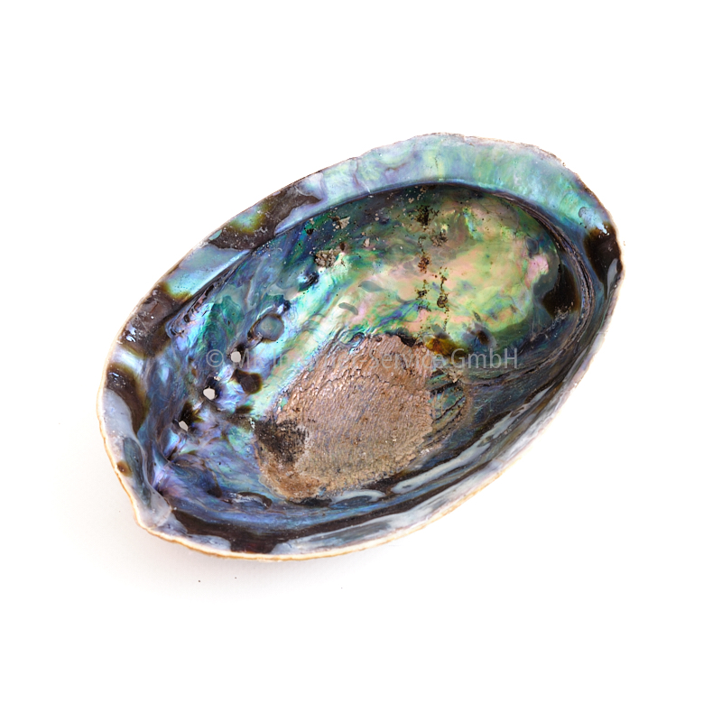Regenbogen-Abalone Paua (Haliotis Iris)