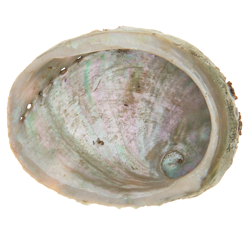 Abalone diversicolor (Haliotis)