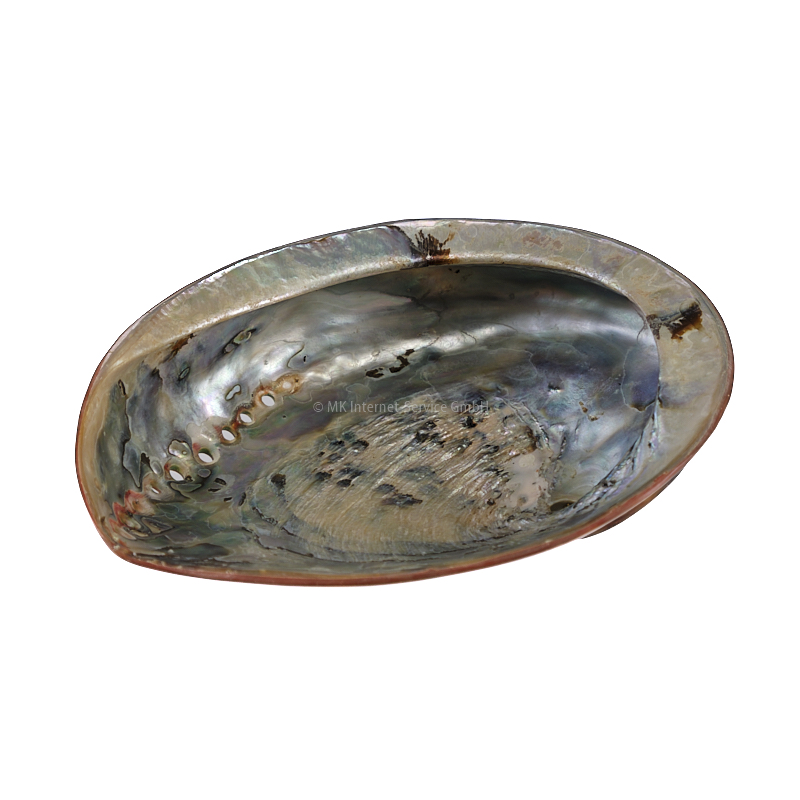 Abalone (Haliotes Midae)
