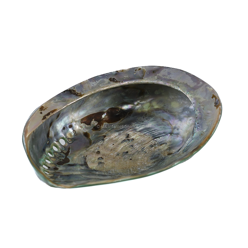 Abalone (Haliotes Midae)