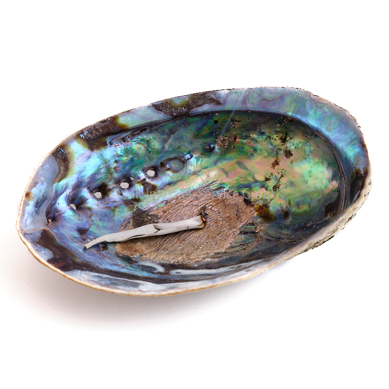 Regenbogen-Abalone Paua (Haliotis Iris)
