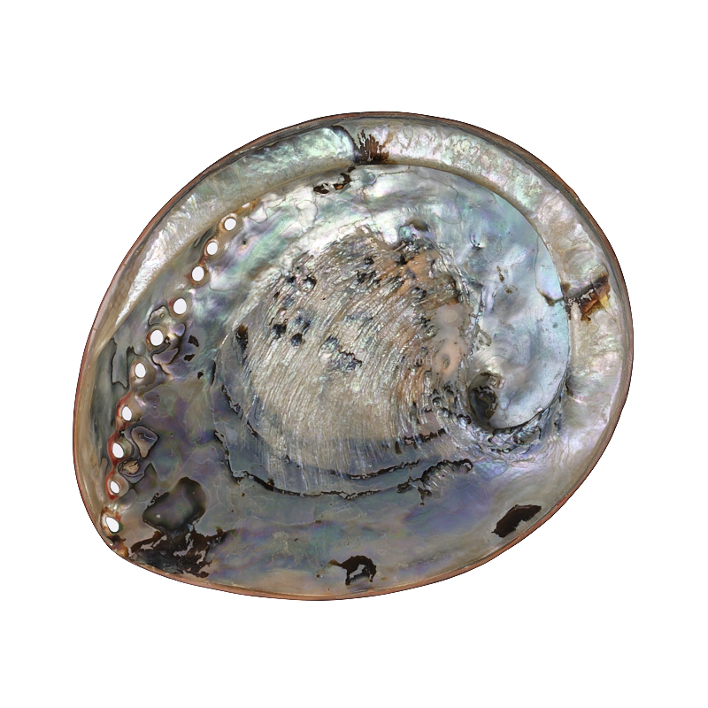 Abalone (Haliotes Midae)