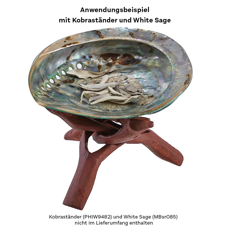 Abalone (Haliotes Midae) im Kobraständer