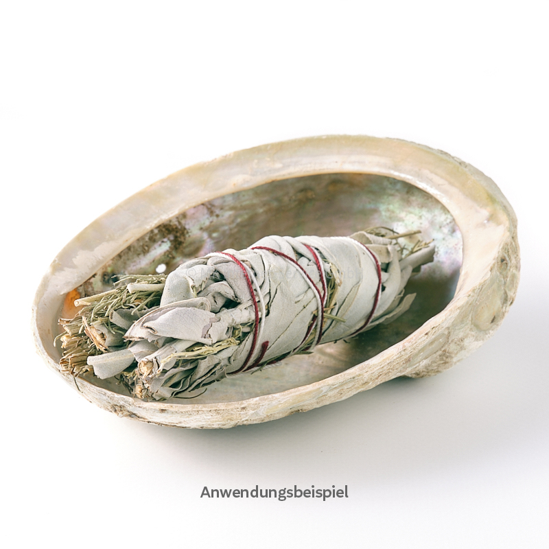 Abalone diversicolor (Haliotis)