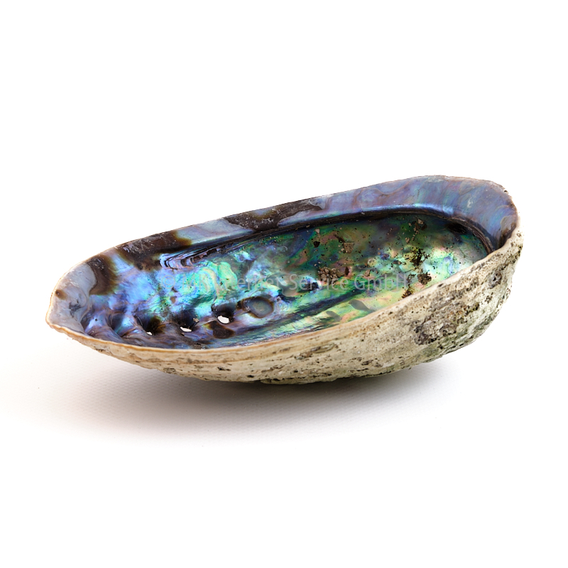 Regenbogen-Abalone Paua (Haliotis Iris)